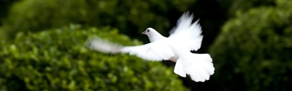 white dove in flight