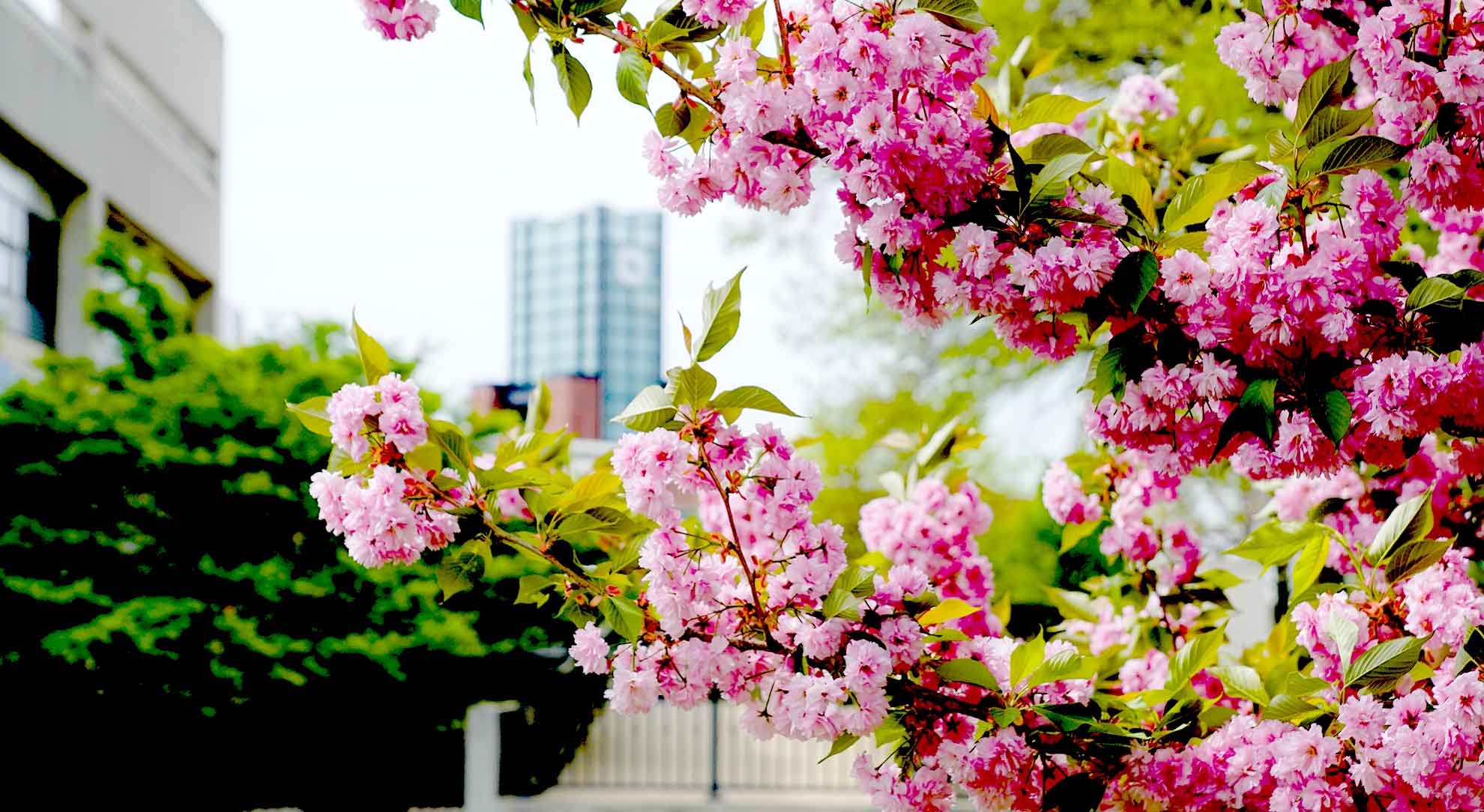 blossoming tree on campus